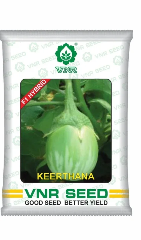 Keerthana F1 Hybrid Brinjal Seeds – Early maturity, Green Variegated, High Yield