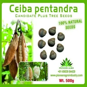 PIONEER AGRO CEIBA PENTANDRA TREE (SEED)