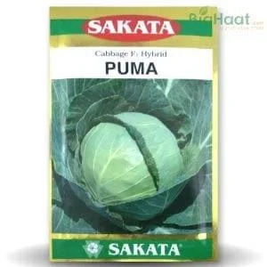 PUMA CABBAGE
