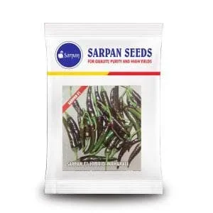Sarpan Mahakali Chilli Seeds – Spicy, 8-10cm, Green & Black/Purple fruits