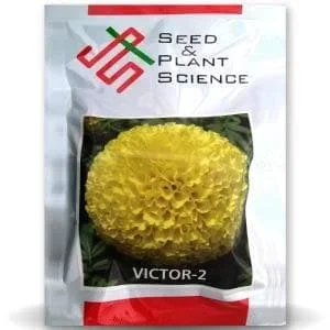 Victor 2 Marigold Seeds – Lemon Yellow, Compact, High Yield